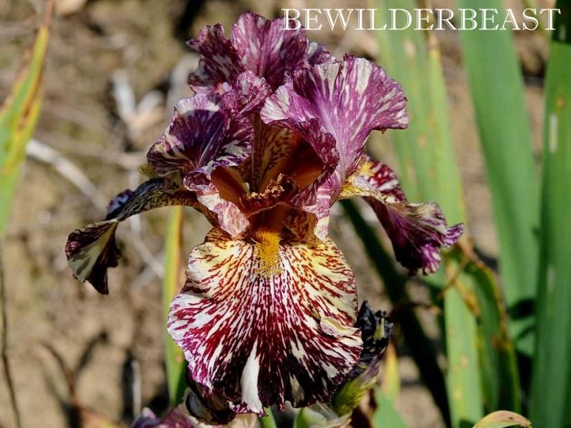 Bewilderbeast - Irisi - Noi achizitii 2019