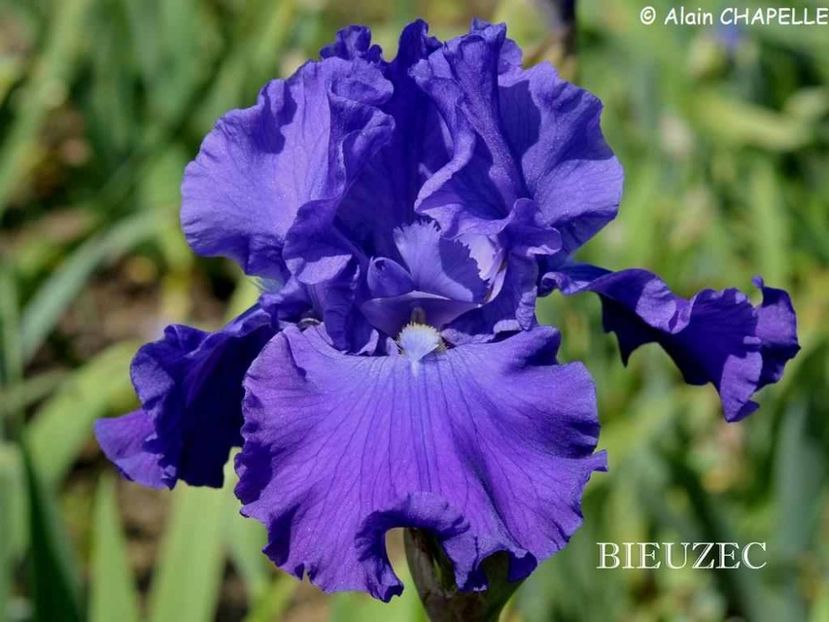 Bieuzec - Irisi - Noi achizitii 2019