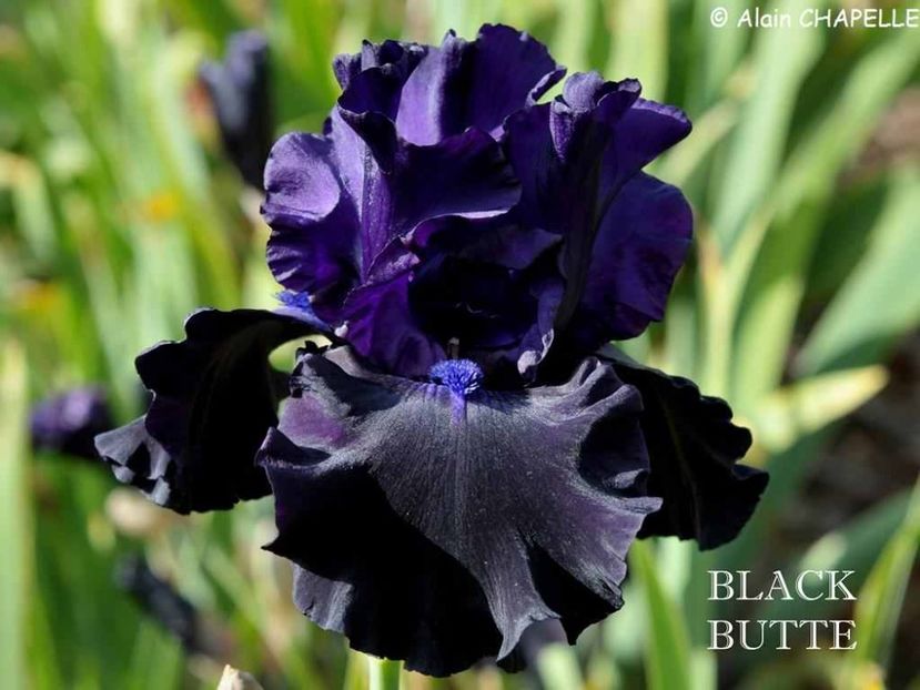 Black Butte - Irisi - Noi achizitii 2019