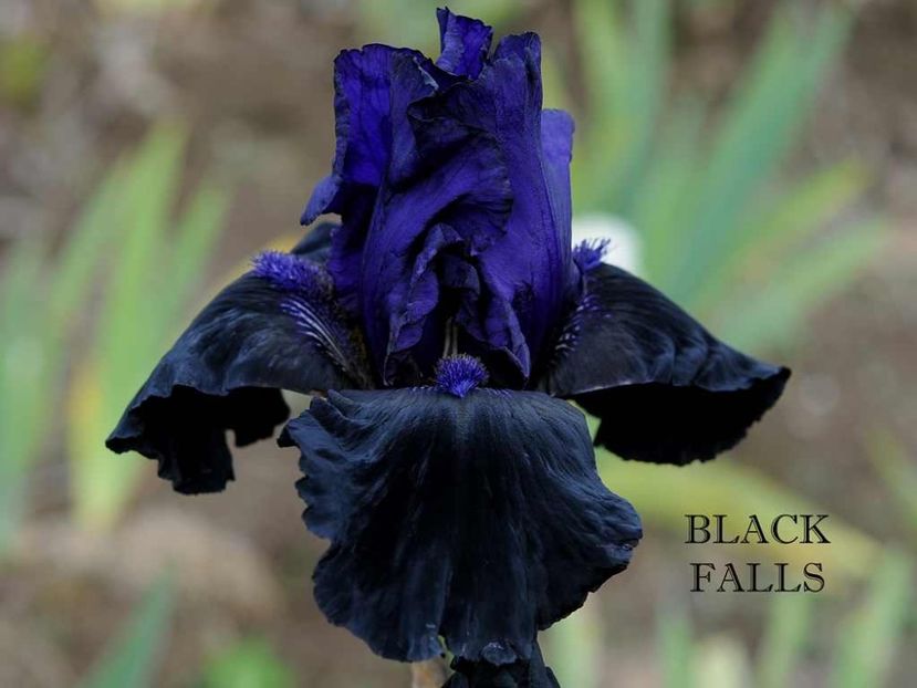 Black Falls - Irisi - Noi achizitii 2019