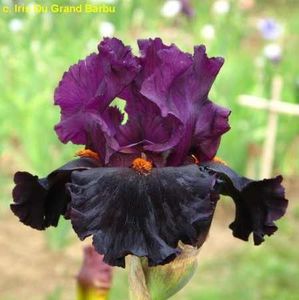 Black Magic Woman - Irisi - Noi achizitii 2019