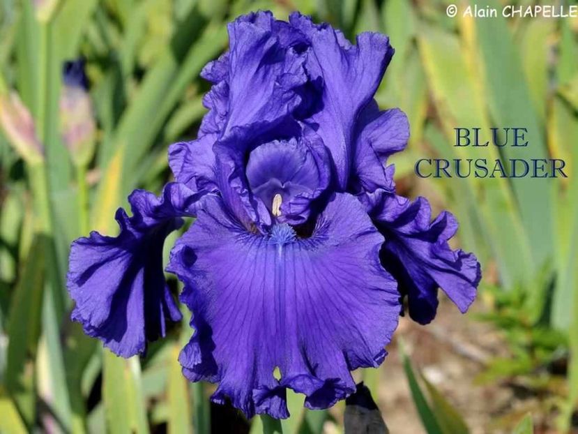 Blue Crusader - Irisi - Noi achizitii 2019