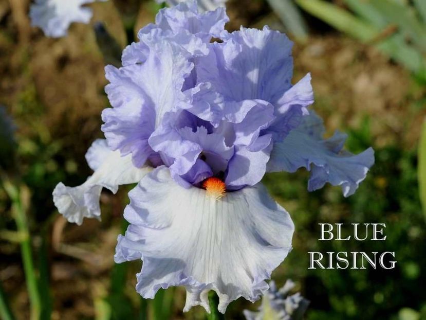 Blue Rising - Irisi - Noi achizitii 2019