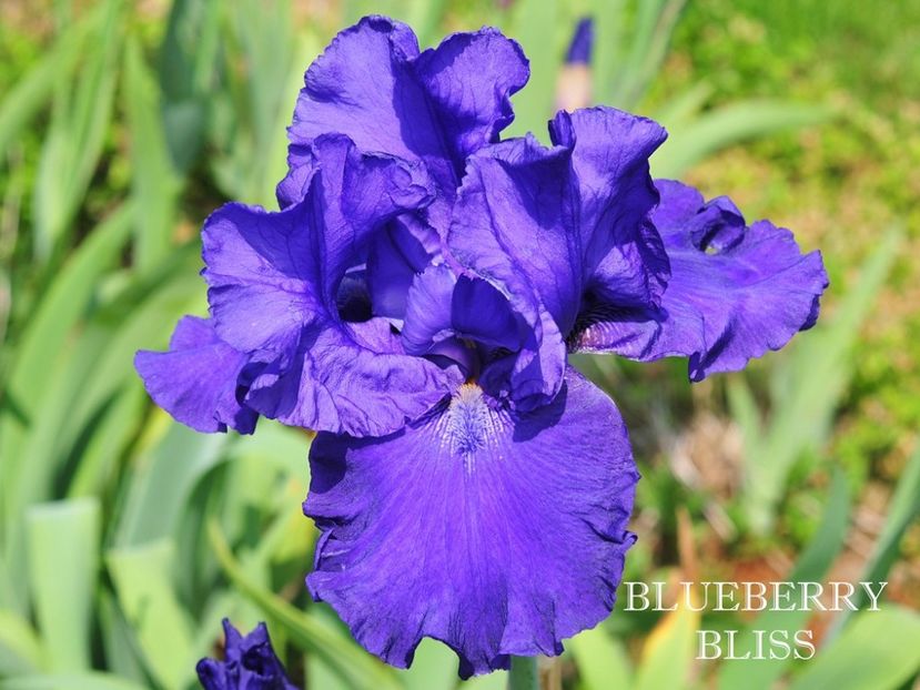 Blueberry Bliss - Irisi - Noi achizitii 2019