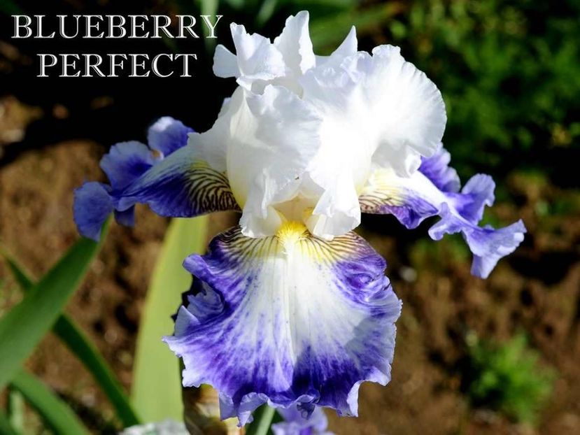 Blueberry Parfait - Irisi - Noi achizitii 2019