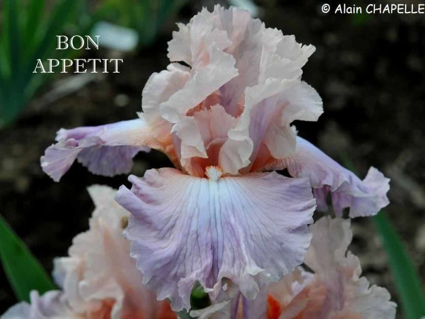 Bon Appétit - Irisi - Noi achizitii 2019