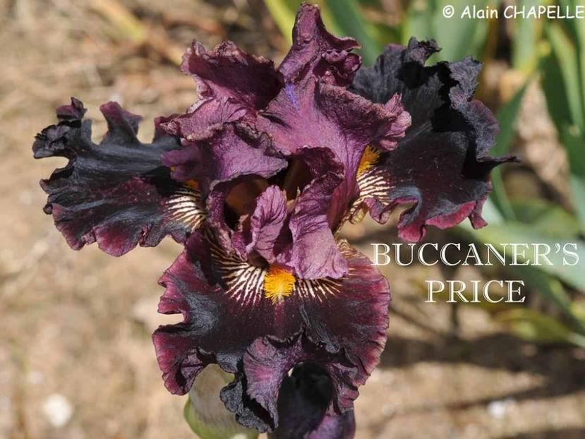 Buccaneer\ - Irisi - Noi achizitii 2019