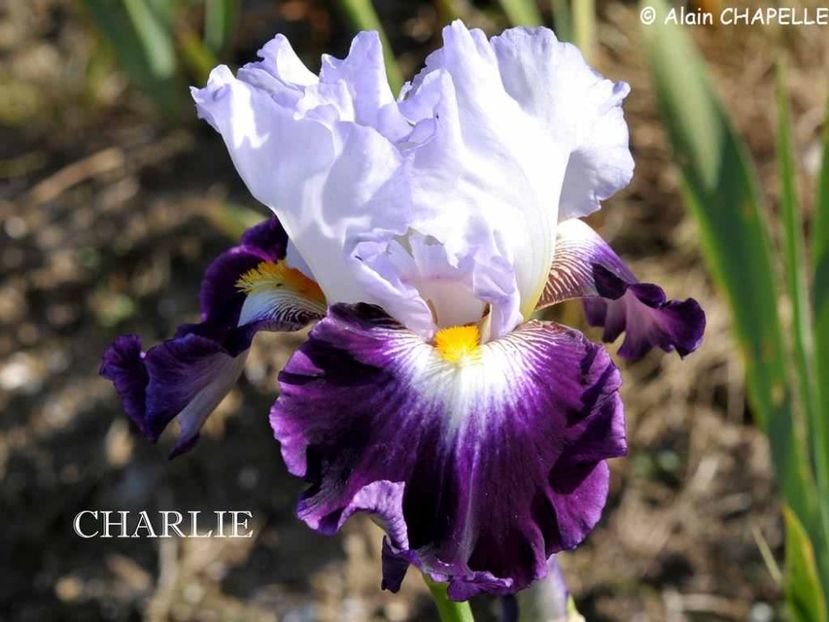 Charlie - Irisi - Noi achizitii 2019