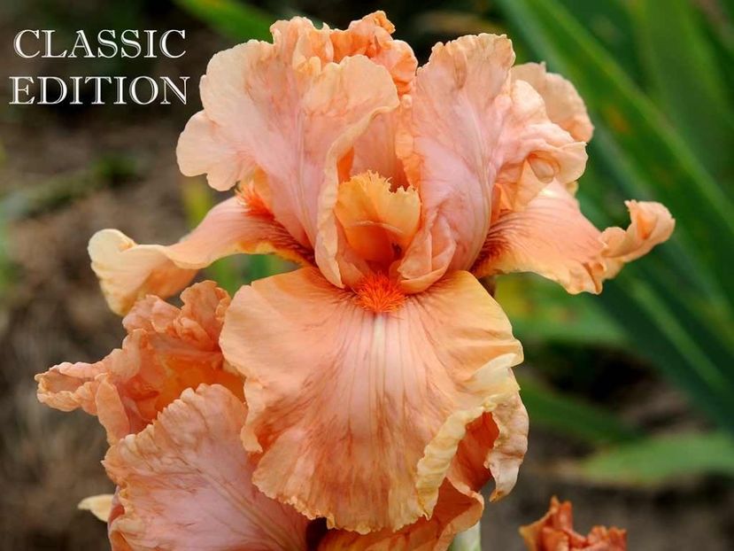 Classic Edition - Irisi - Noi achizitii 2019