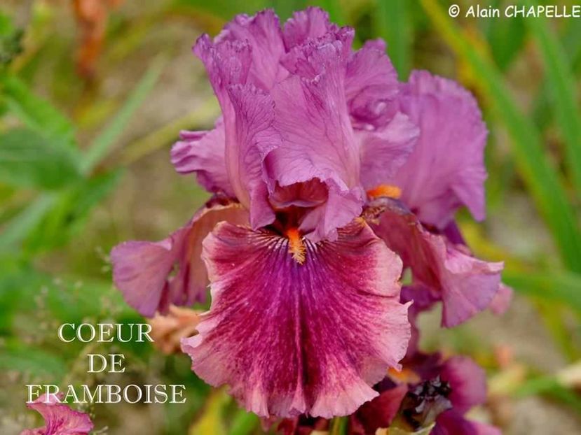 Coeur de Framboise - Irisi - Noi achizitii 2019