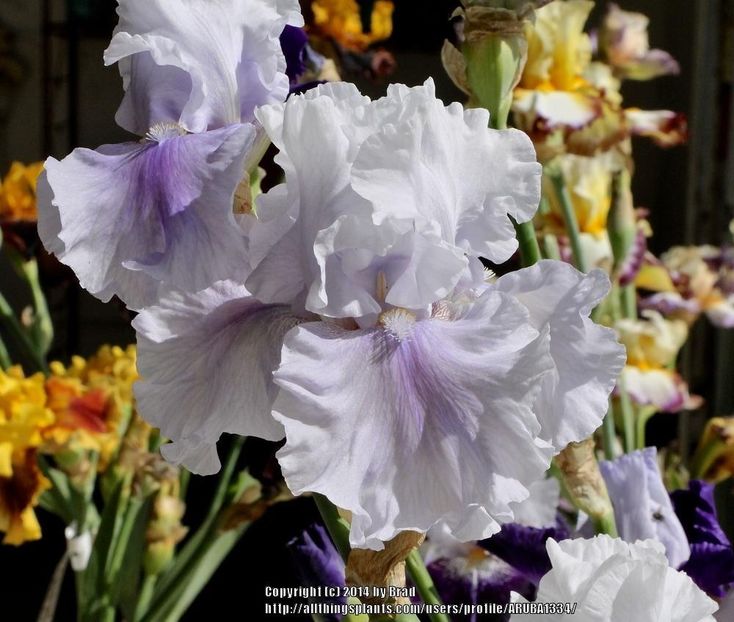 Cool Change - Irisi - Noi achizitii 2019