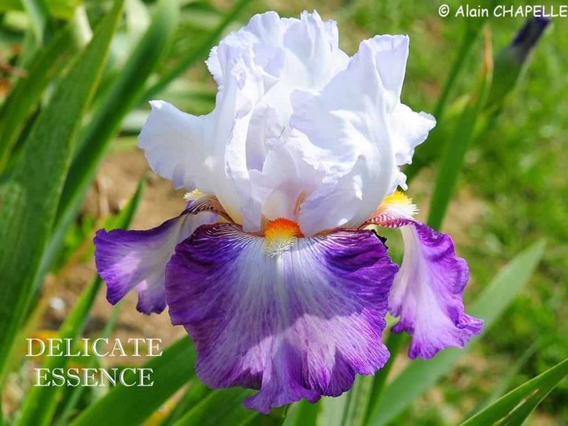 Délicate Essence - Irisi - Noi achizitii 2019