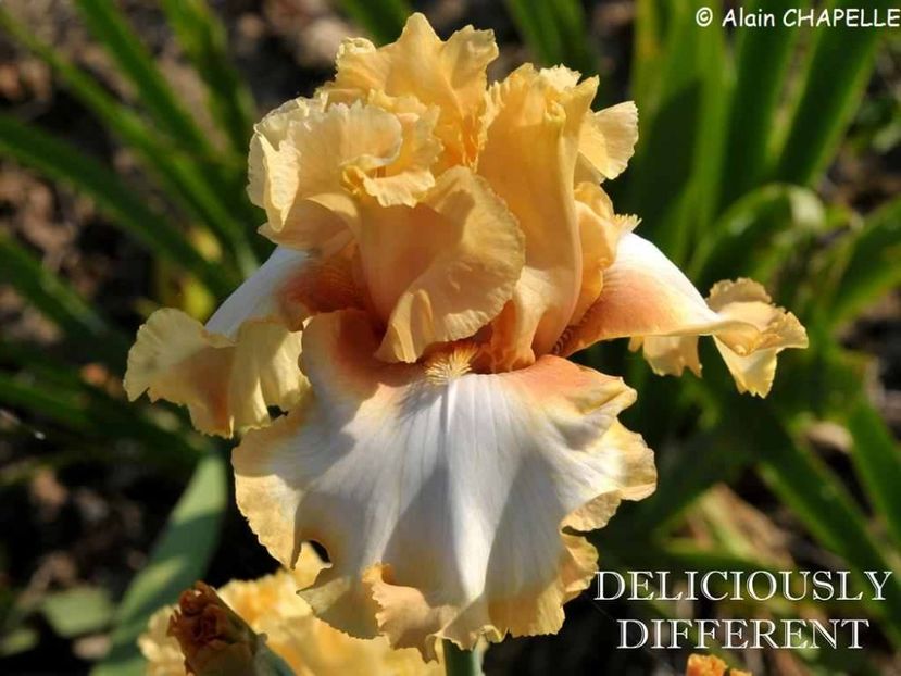 Deliciously Different - Irisi - Noi achizitii 2019