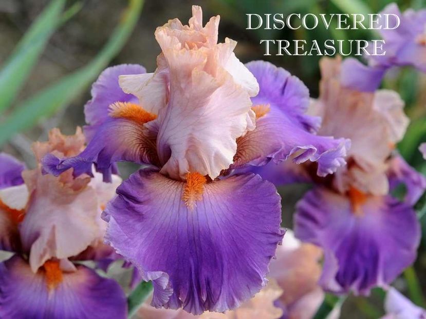 Discovered Treasure - Irisi - Noi achizitii 2019