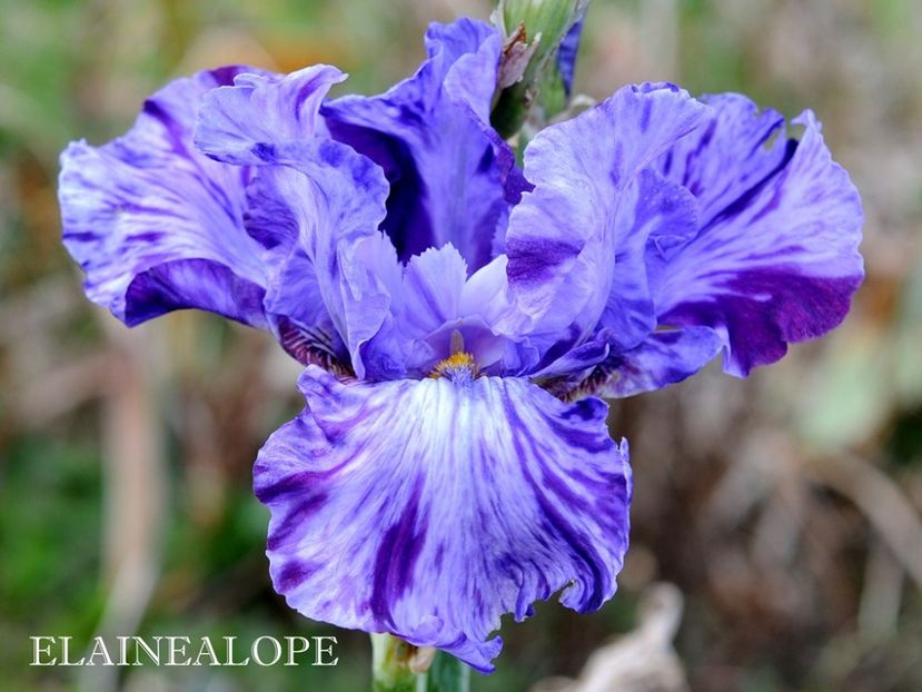 Elainealope - Irisi - Noi achizitii 2019