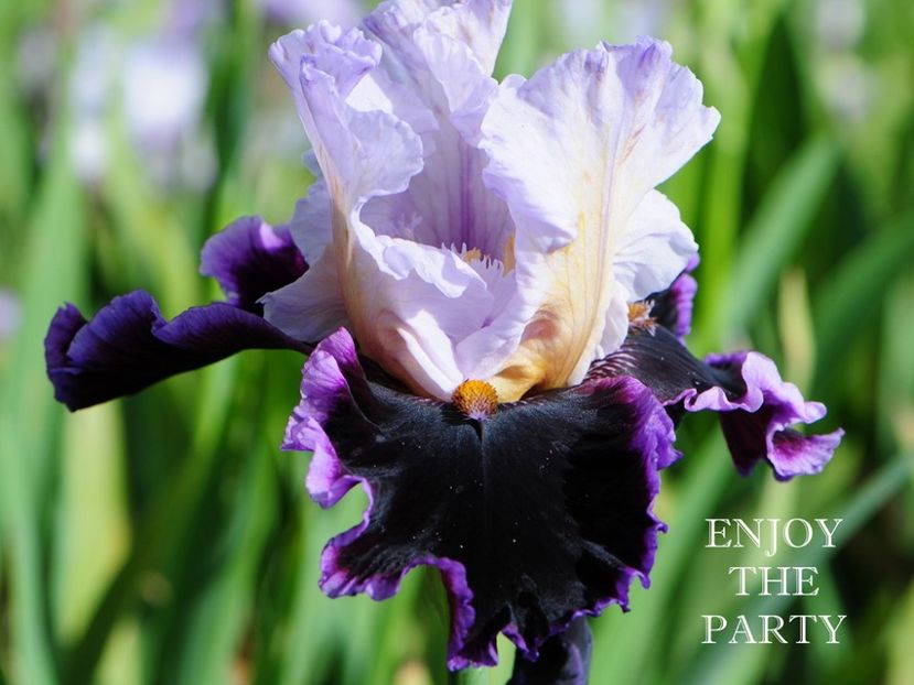 Enjoy the Party - Irisi - Noi achizitii 2019