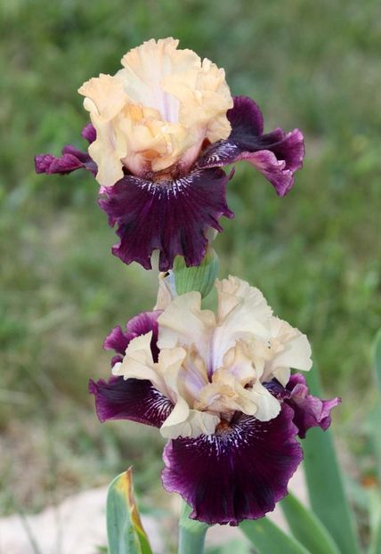 Flutes Alfresco - Irisi - Noi achizitii 2019