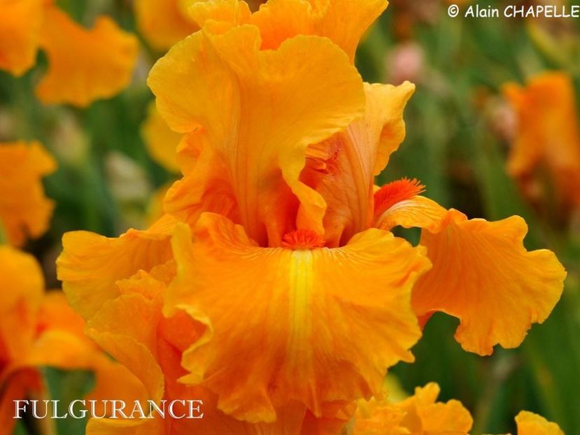 Fulgurance - Irisi - Noi achizitii 2019