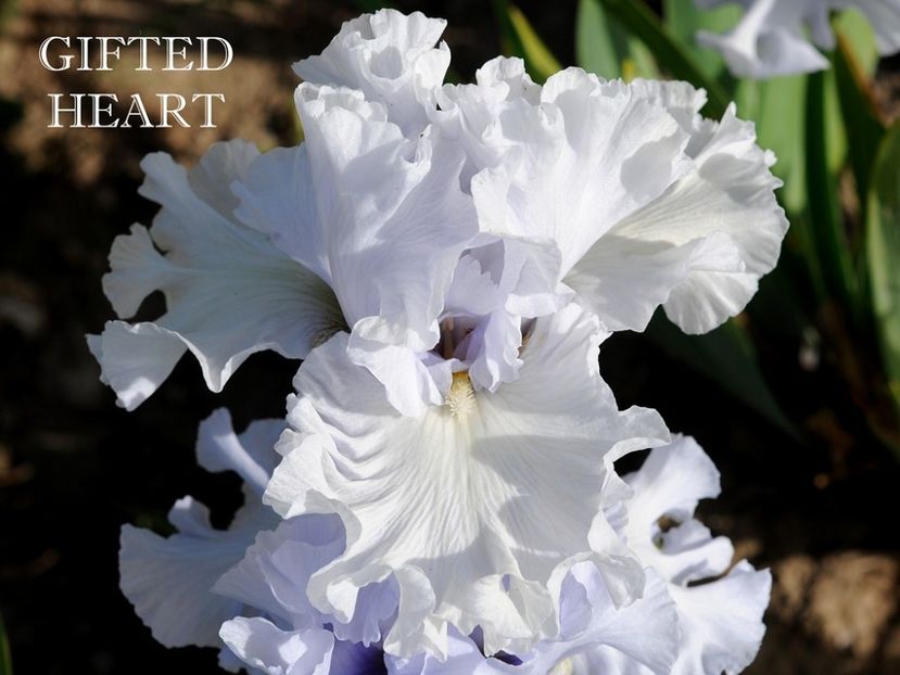 Gifted Heart - Irisi - Noi achizitii 2019