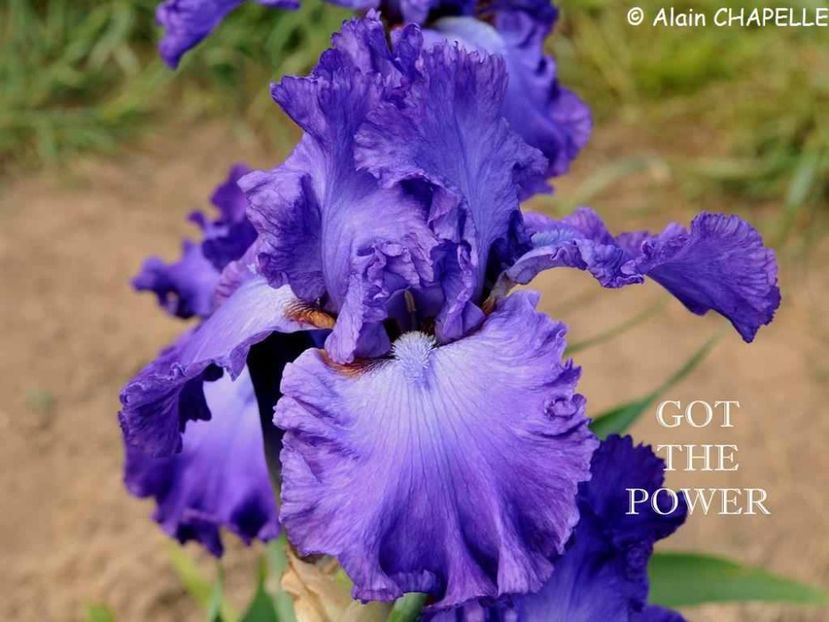 Got the Power - Irisi - Noi achizitii 2019