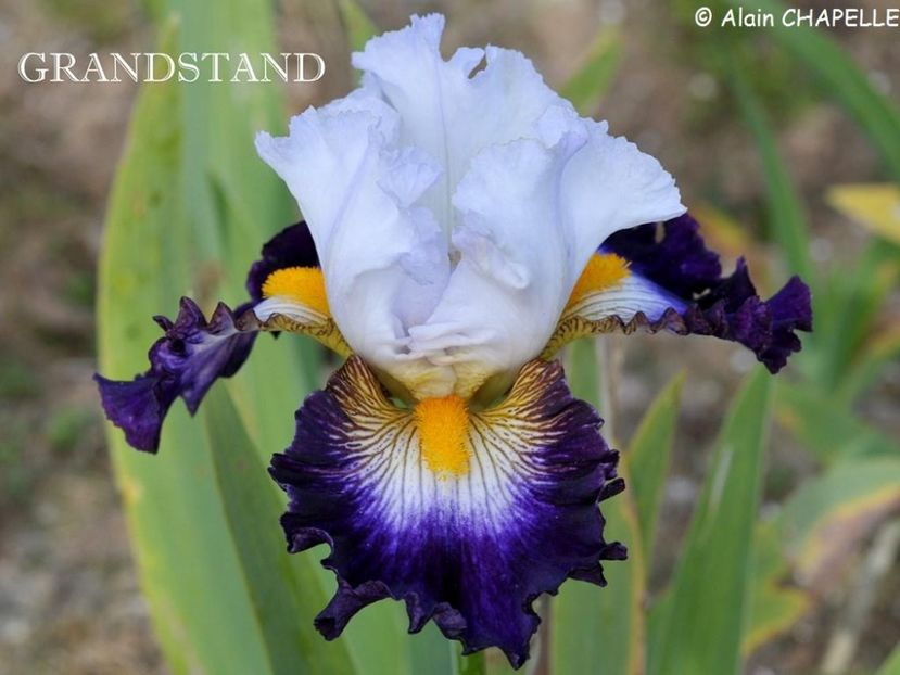 Grandstand - Irisi - Noi achizitii 2019