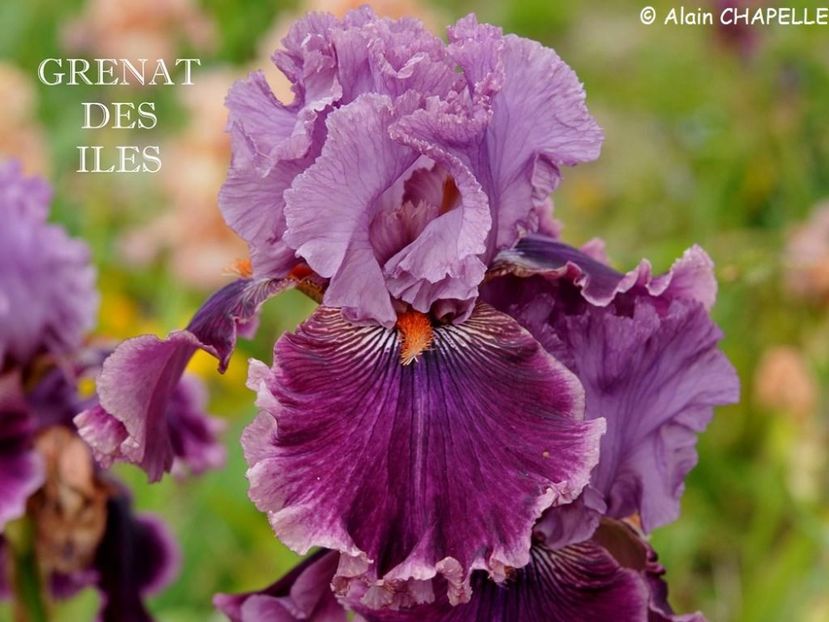 Grenat des Iles - Irisi - Noi achizitii 2019