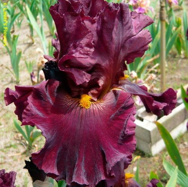 Hearty Burgundy - Irisi - Noi achizitii 2019