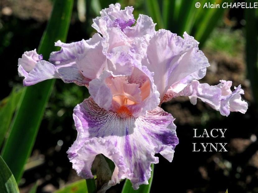 Lacy Lynx - Irisi - Noi achizitii 2019