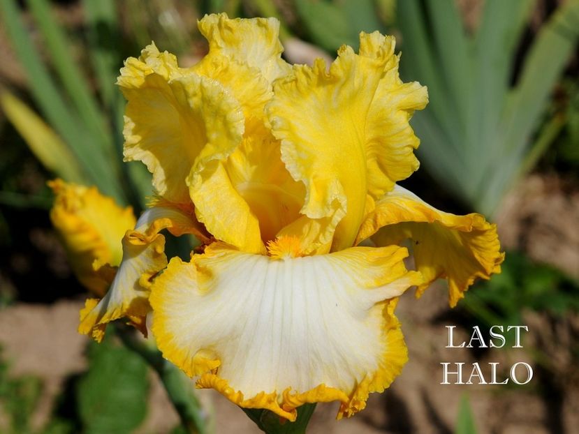Last Halo - Irisi - Noi achizitii 2019