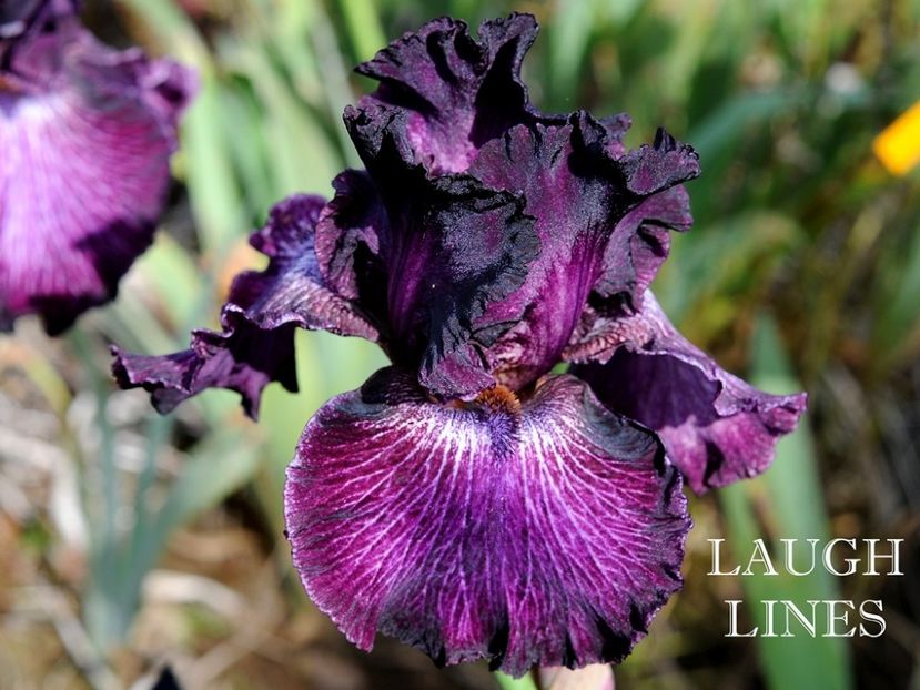 Laugh Lines - Irisi - Noi achizitii 2019