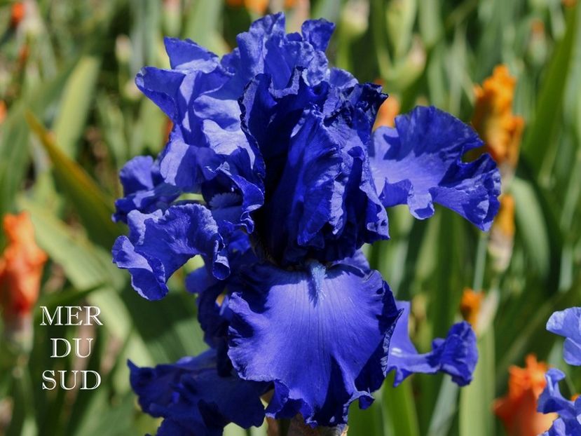 Mer du Sud - Irisi - Noi achizitii 2019