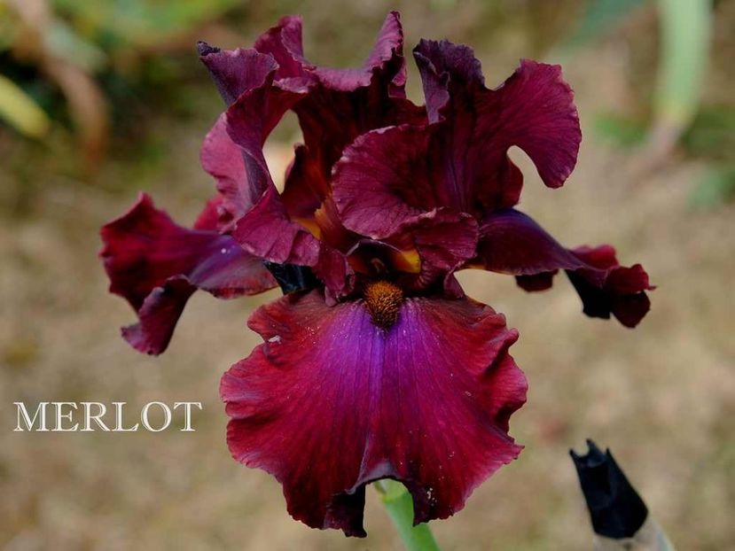 Merlot - Irisi - Noi achizitii 2019