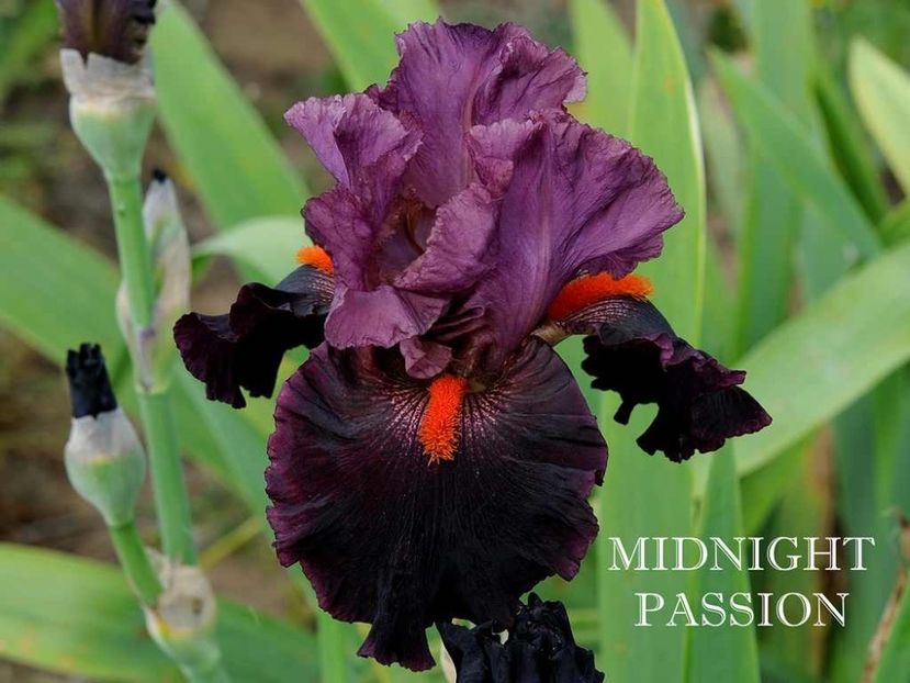 Midnight Passion - Irisi - Noi achizitii 2019