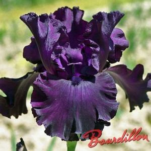 MIDNIGHT REVELRY - Irisi - Noi achizitii 2019