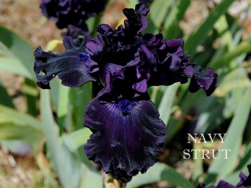 Navy Strut - Irisi - Noi achizitii 2019