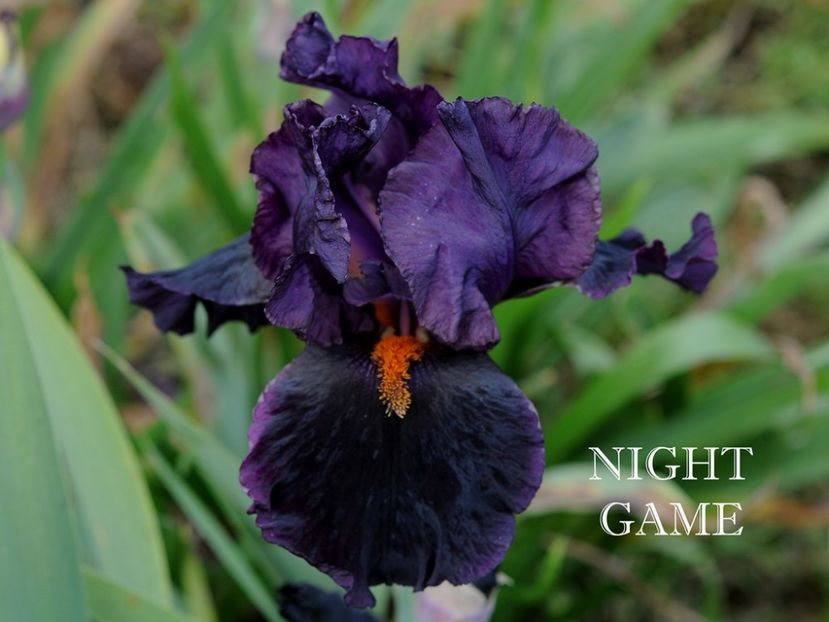 Night Game - Irisi - Noi achizitii 2019