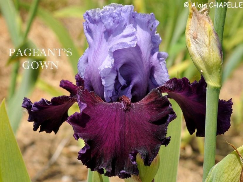 Pageant s Gown - Irisi - Noi achizitii 2019