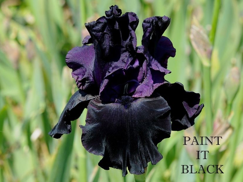 Paint it Black - Irisi - Noi achizitii 2019