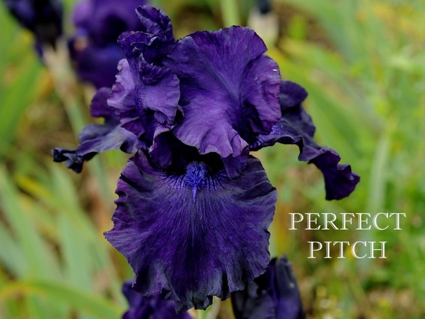 Perfect Pitch - Irisi - Noi achizitii 2019