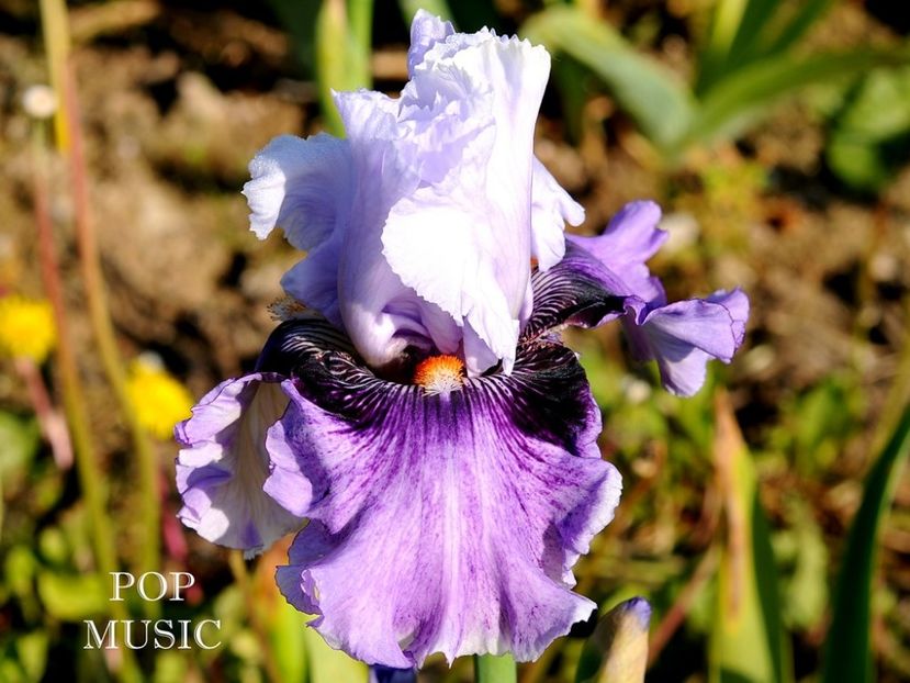 Pop Music - Irisi - Noi achizitii 2019