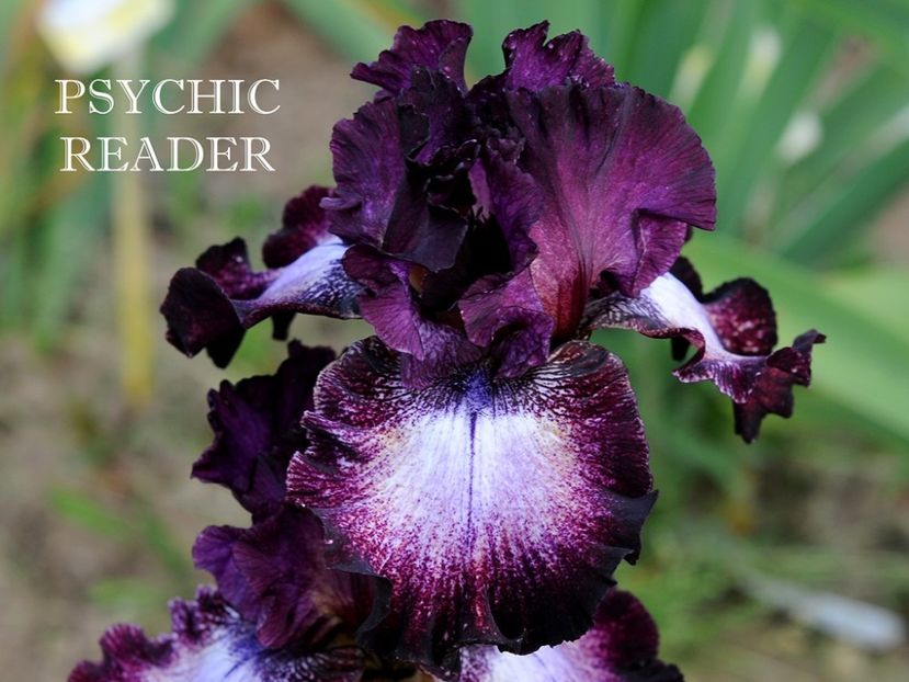 Psychic Reader - Irisi - Noi achizitii 2019