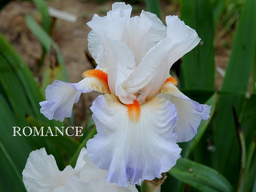 Romance - Irisi - Noi achizitii 2019