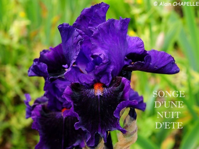 Songe d Une Nuit d Ete - Irisi - Noi achizitii 2019