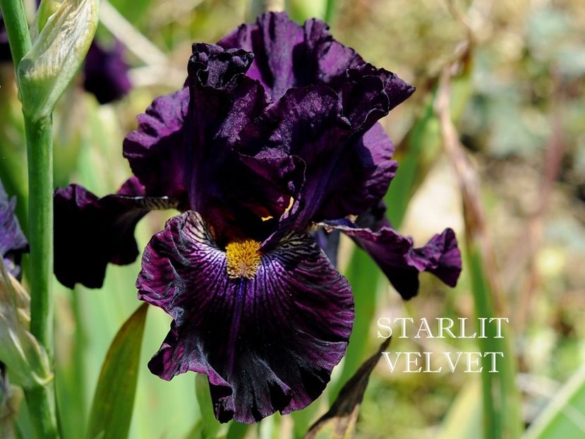Starlit Velvet - Irisi - Noi achizitii 2019