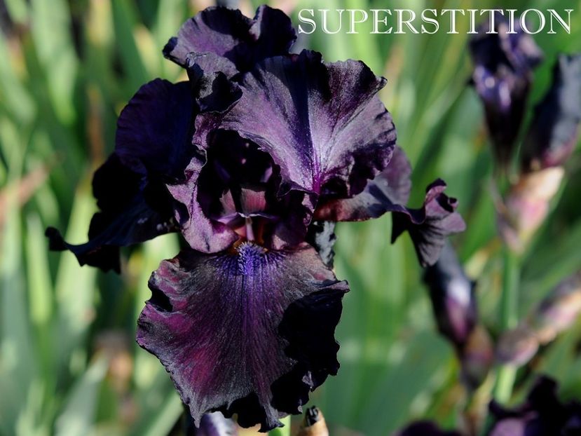 Superstition - Irisi - Noi achizitii 2019