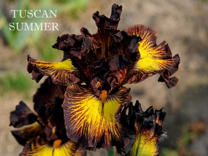 Tuscan Summer - Irisi - Noi achizitii 2019