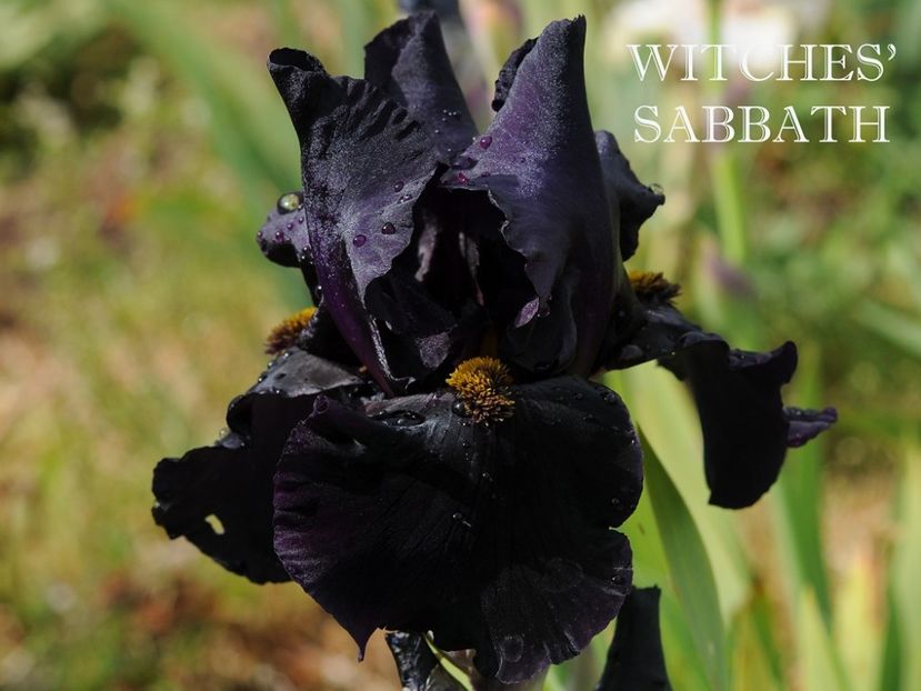 Witches Sabbath - Irisi - Noi achizitii 2019