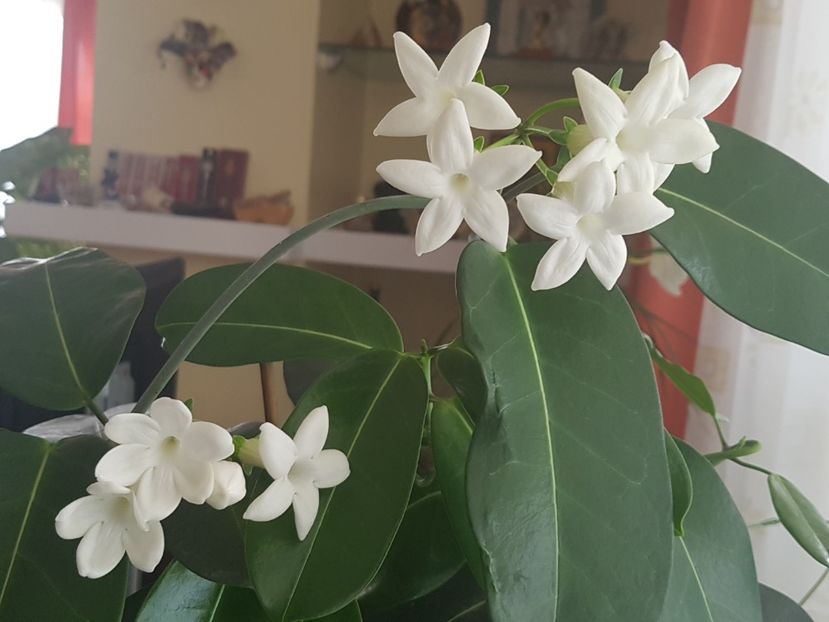 Parfumata.... - Alte plante de interior