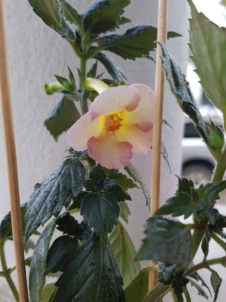 Yellow Fever - Achimenes 2019