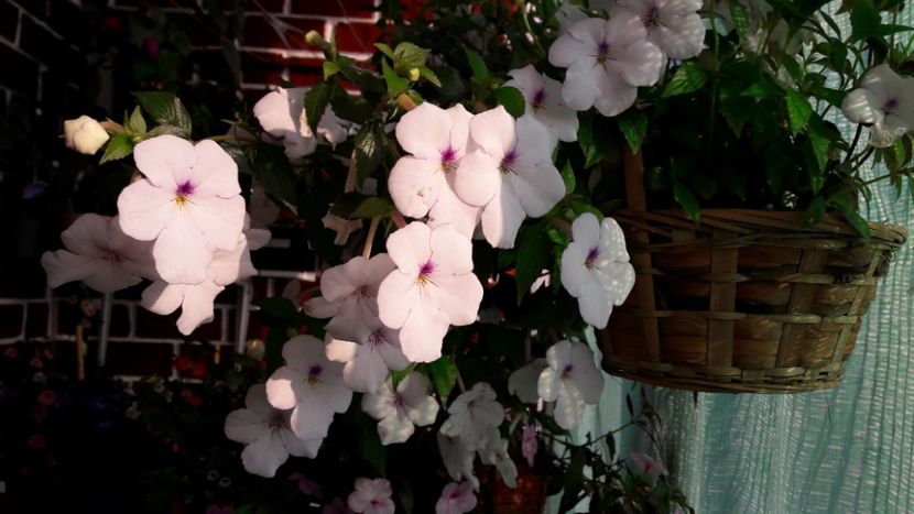  - 10 Achimenes 2019